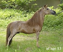 Arista's Choctaw Charlie